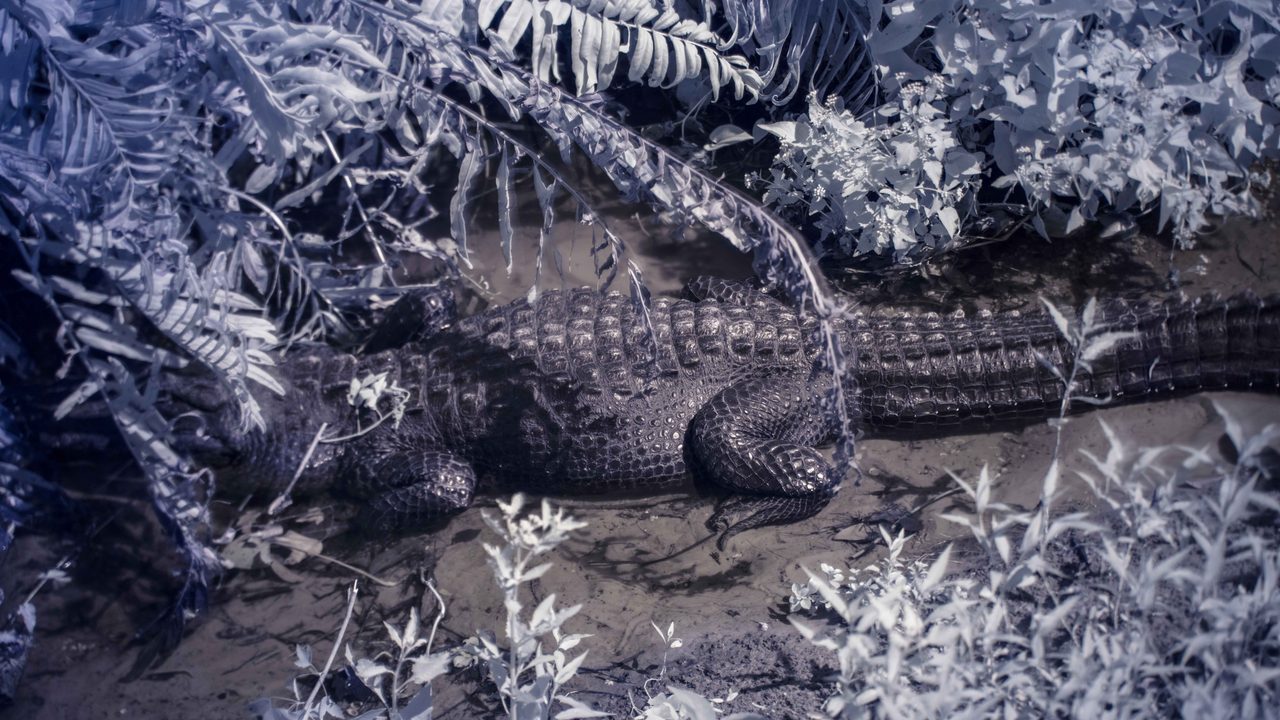 An alligator lying at the edge of shallow water among pale foliage.