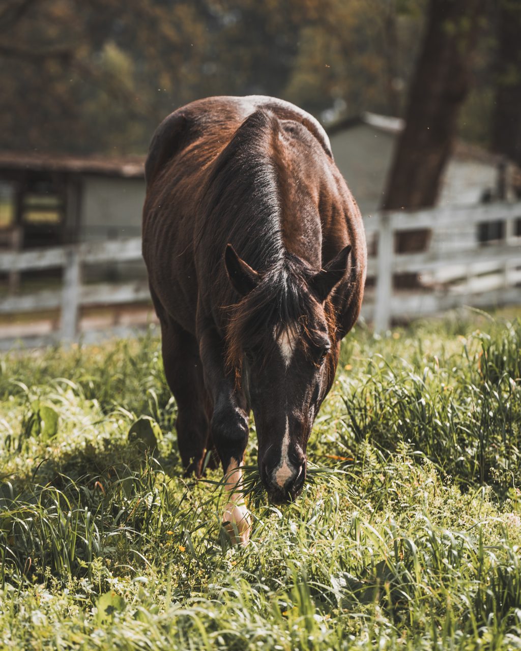 A dark horse grazing head down in long grass, a white fence behind it.