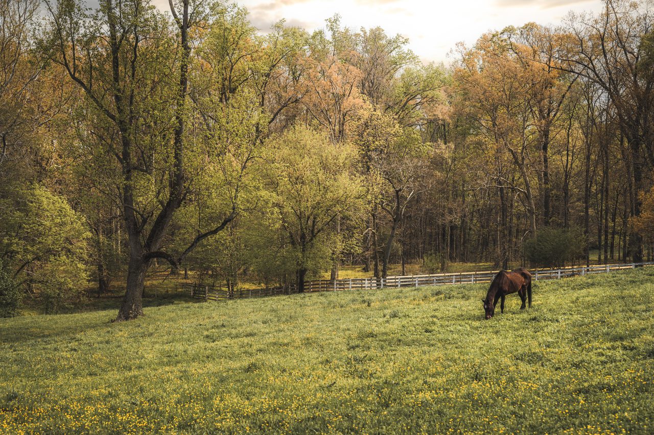 A horse grazing alone in a spring meadow below the treeline.