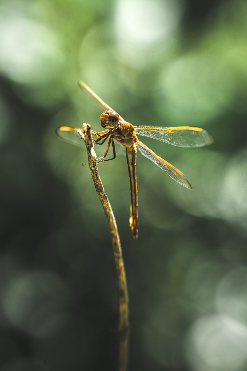 A dragonfly gripping the tip of a bare stem, its wings caught in the light.
