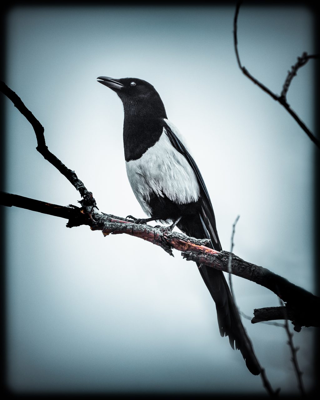 A corvid on a bare branch against a cyan sky.