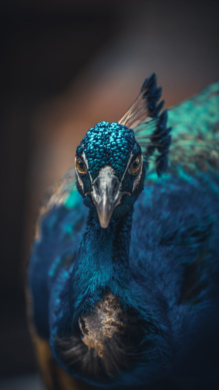 A peacock facing the camera, blue and staring.