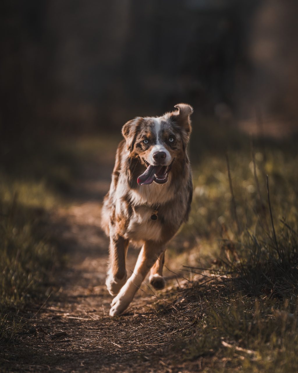 A dog running through tall grass.