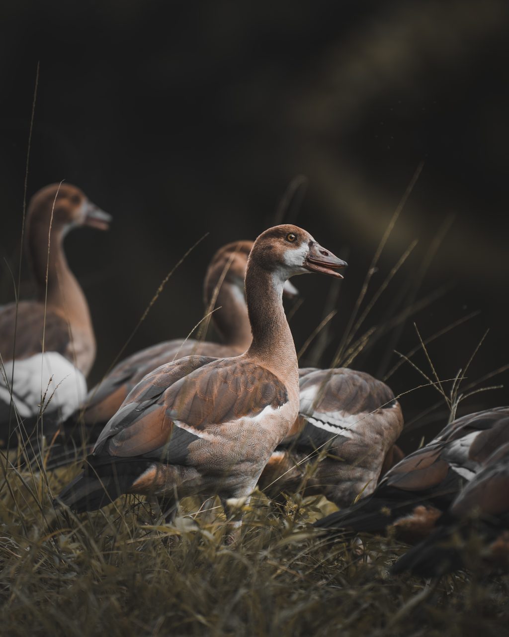Geese standing together in dry grass, one with its bill open.