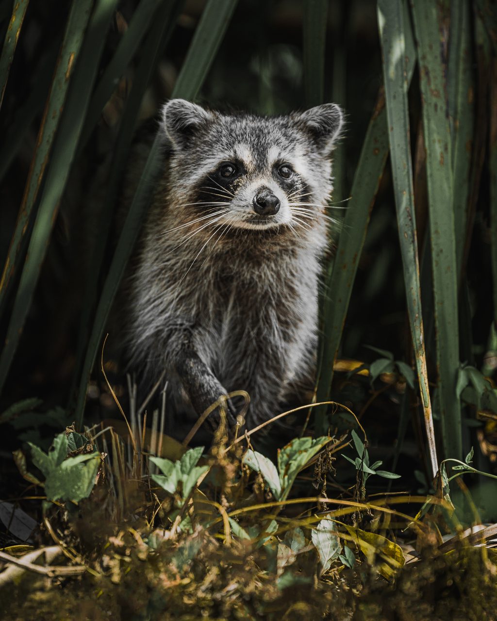 A raccoon in grass.