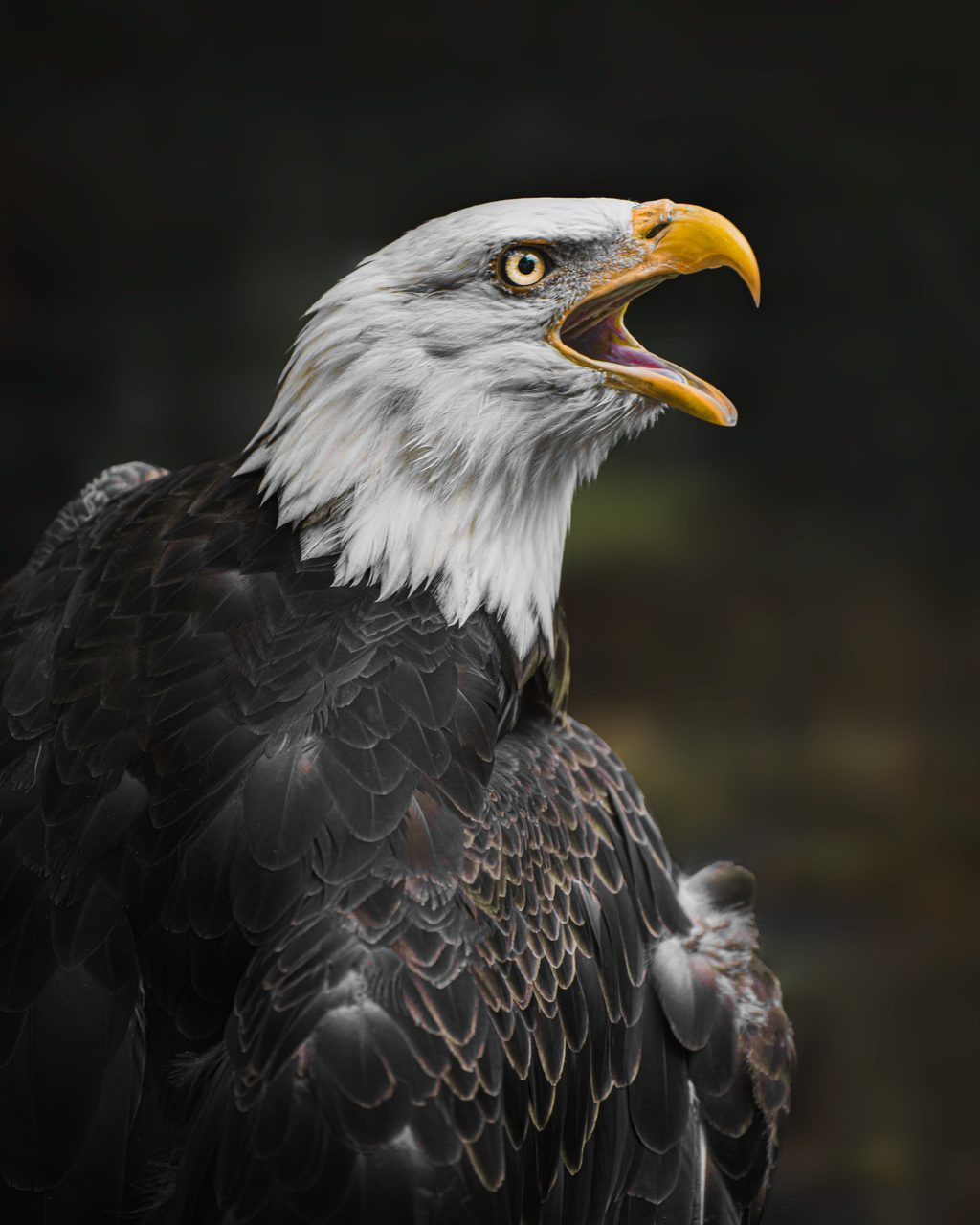 A bald eagle calling, its beak open, against a dark ground.