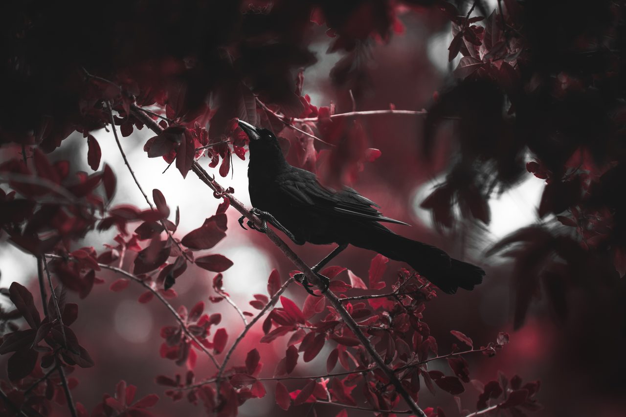 A crow calling from a thin branch, deep red leaves closing around it.
