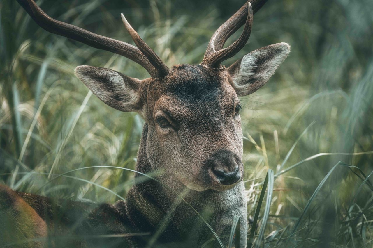 A fallow buck lying in long grass.