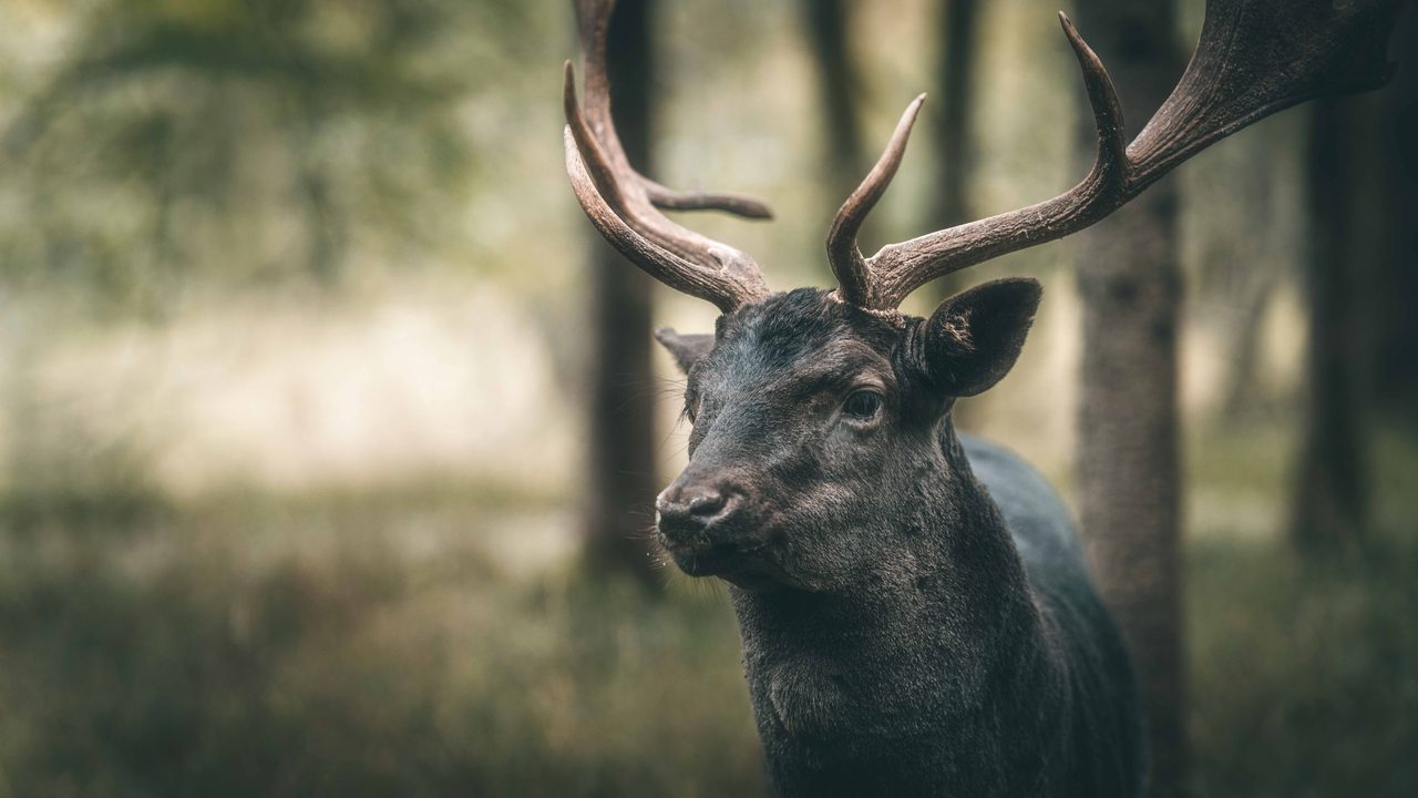 A dark fallow buck at the edge of a wood.