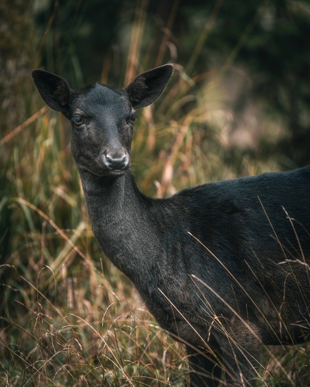 A dark fallow doe in tall grass.