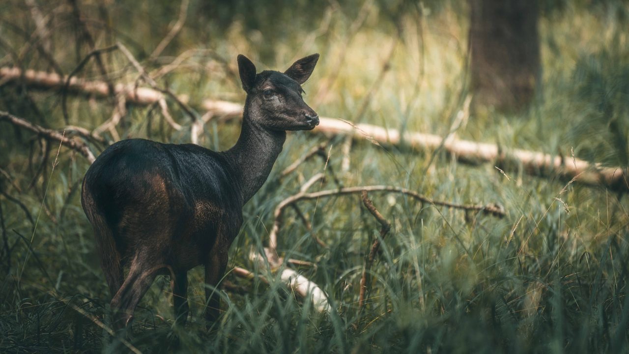 A dark fallow deer standing in grass by fallen branches.