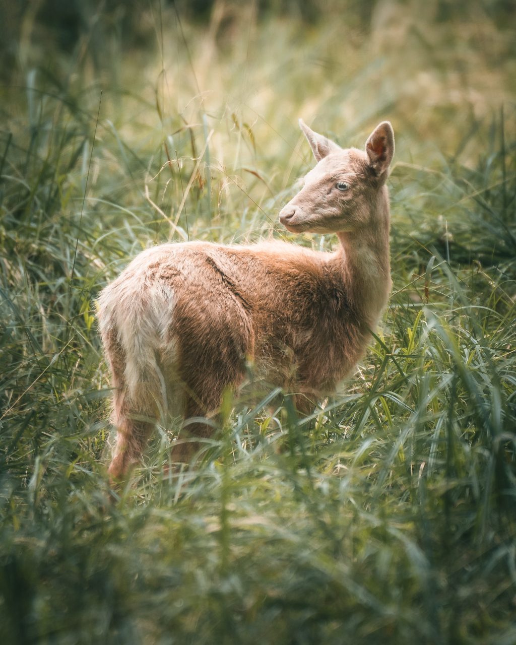 A pale fallow fawn in long grass.