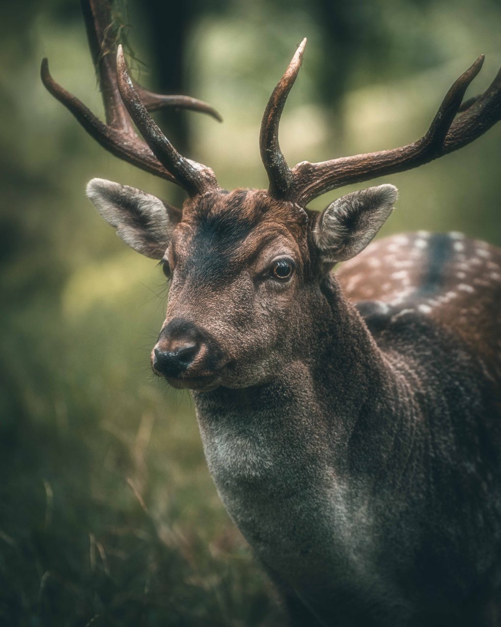 A fallow buck, head and shoulders.