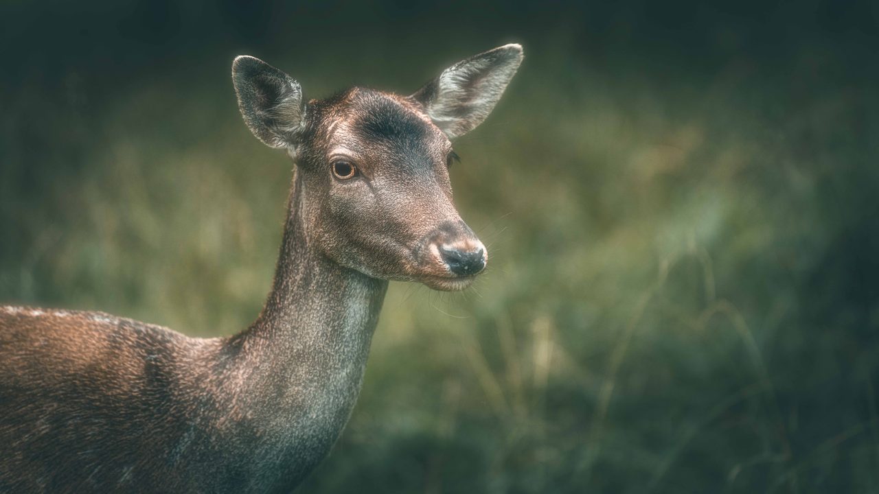 A fallow doe, head and shoulders.