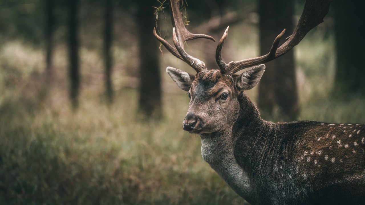 A fallow buck standing in a wood.