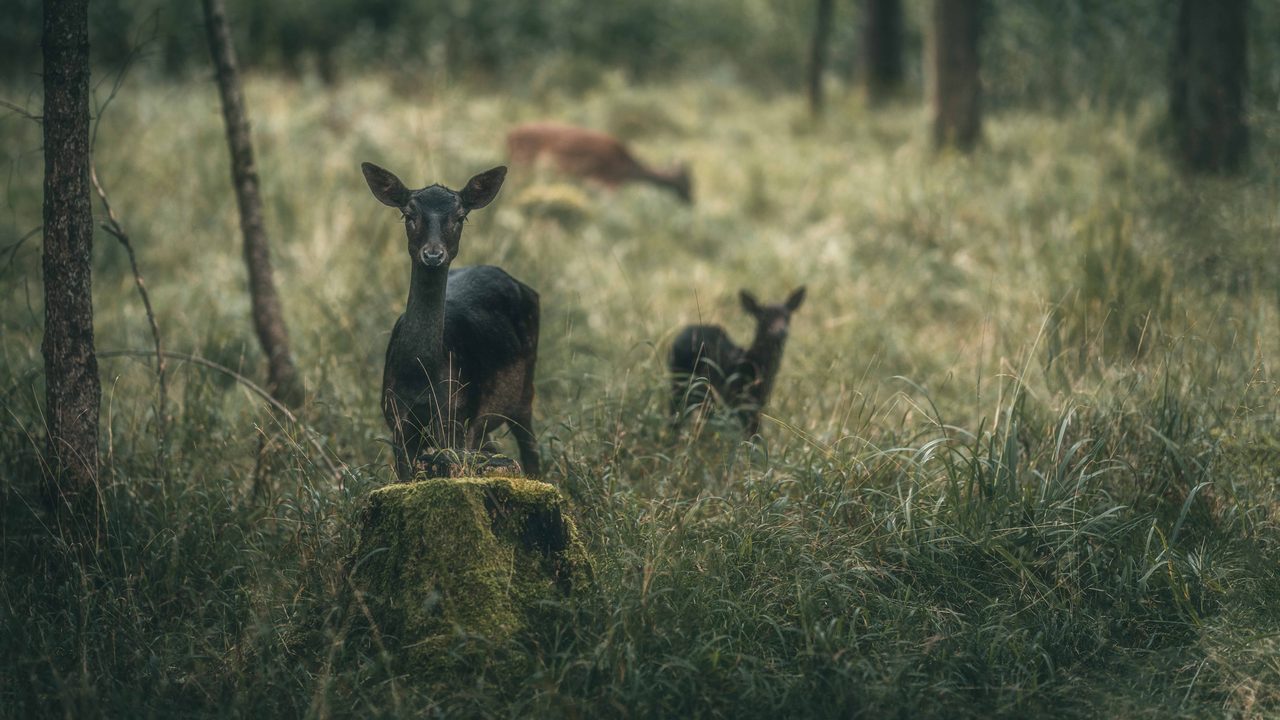 Three fallow deer in long grass.