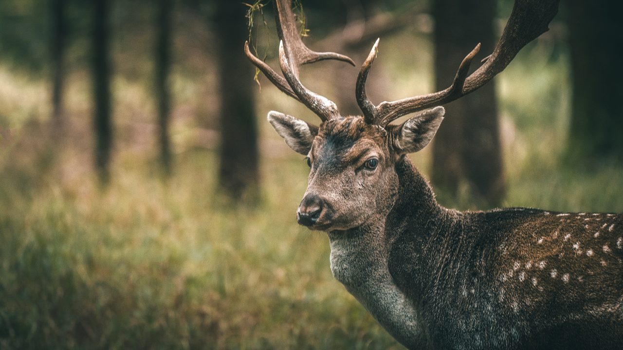 Two elk facing each other with their antlers lowered in a forest.