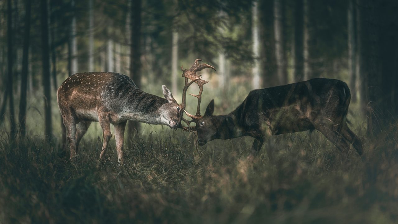 An elk with broad antlers turning its head, forest behind it.