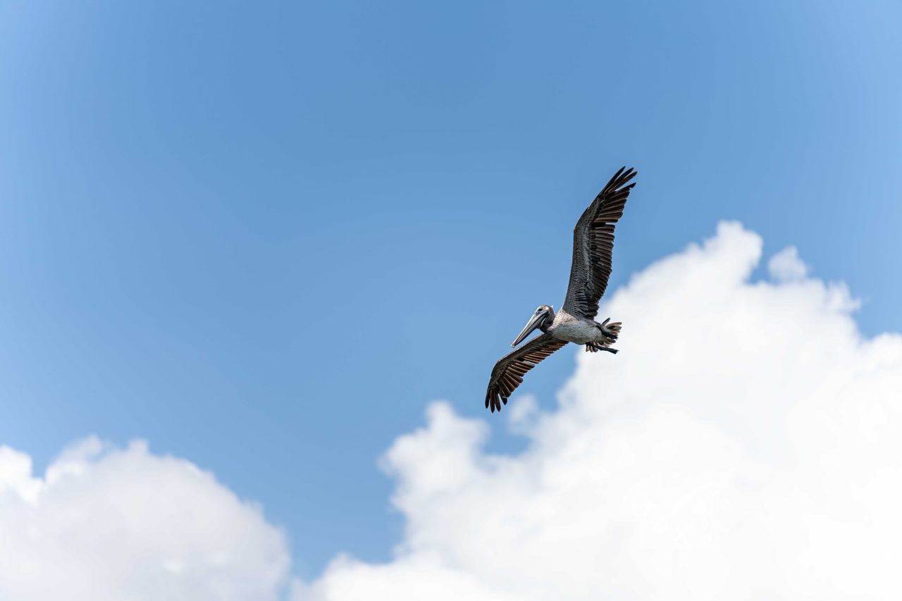 A pelican gliding across a blue sky with cloud beneath it.
