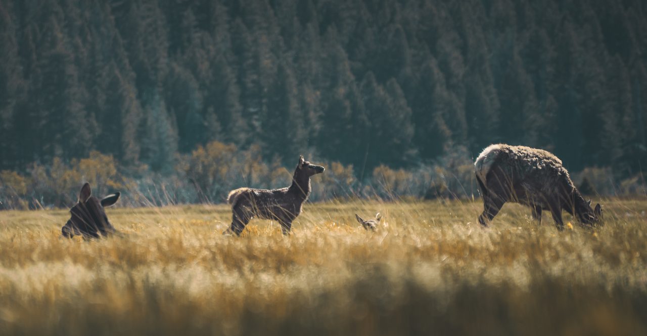A deer standing in a meadow before a wall of conifers.