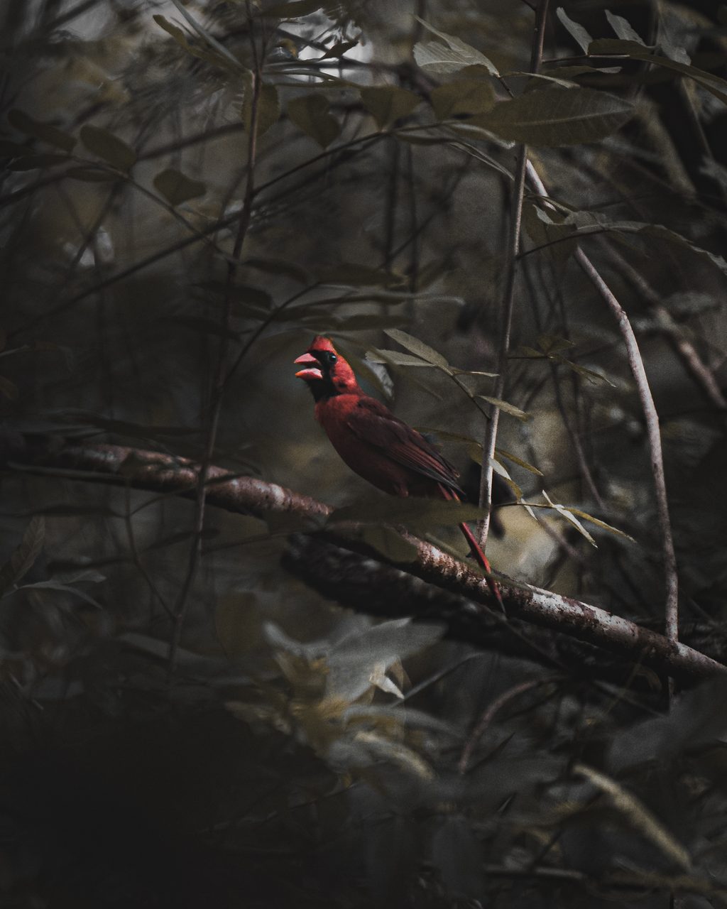 A cardinal perched in bare branches.