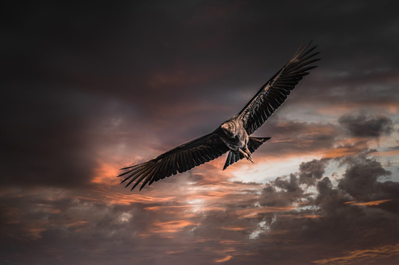 A vulture banking under a burning sunset sky.
