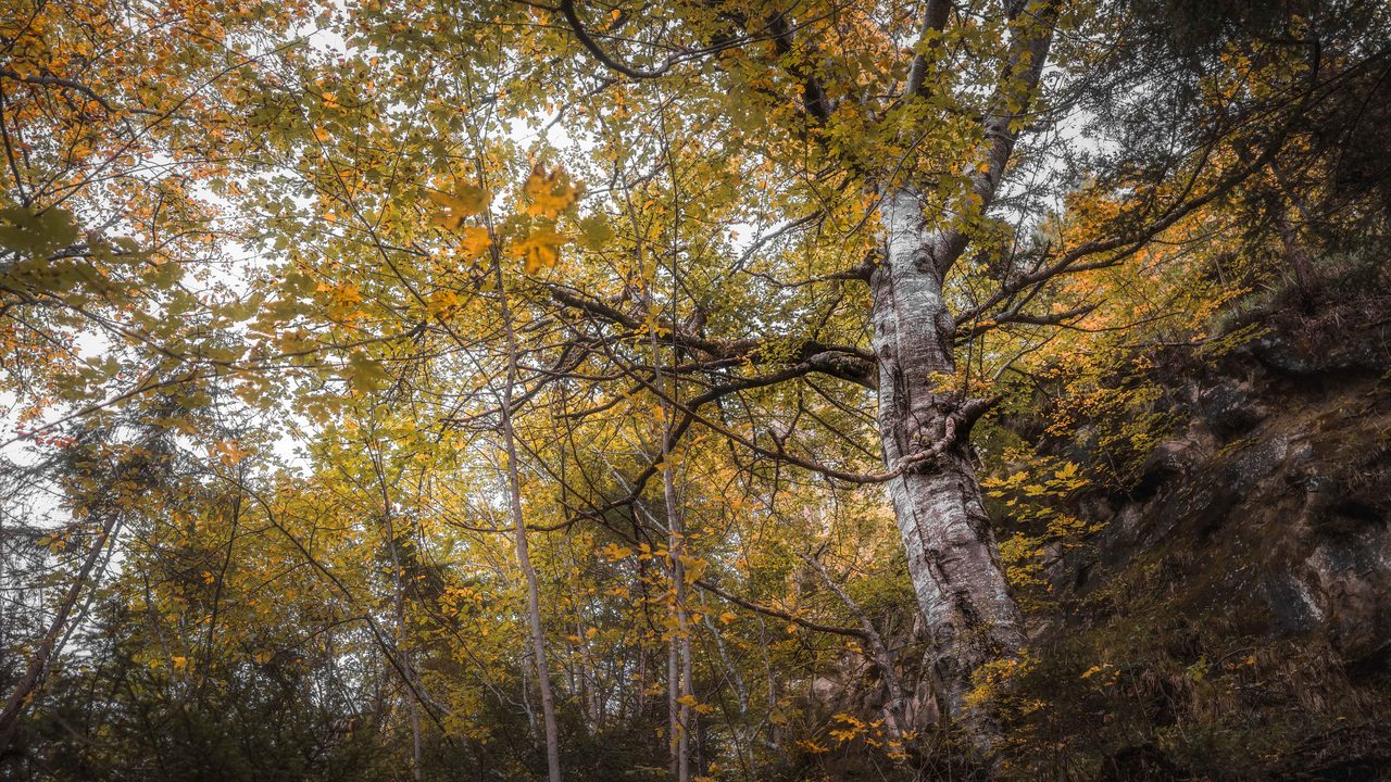 A yellow canopy against a rock face.