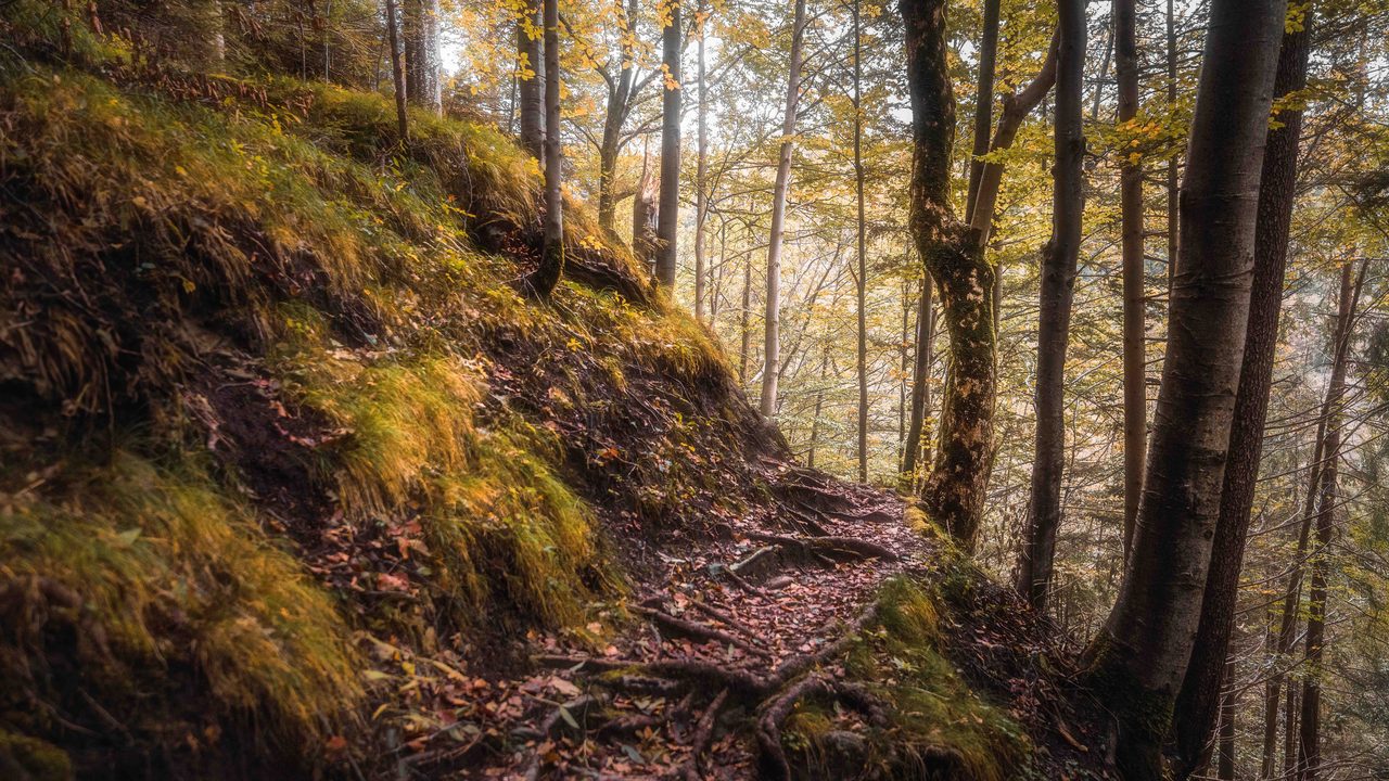 A steep mossed bank with a path cut along it.