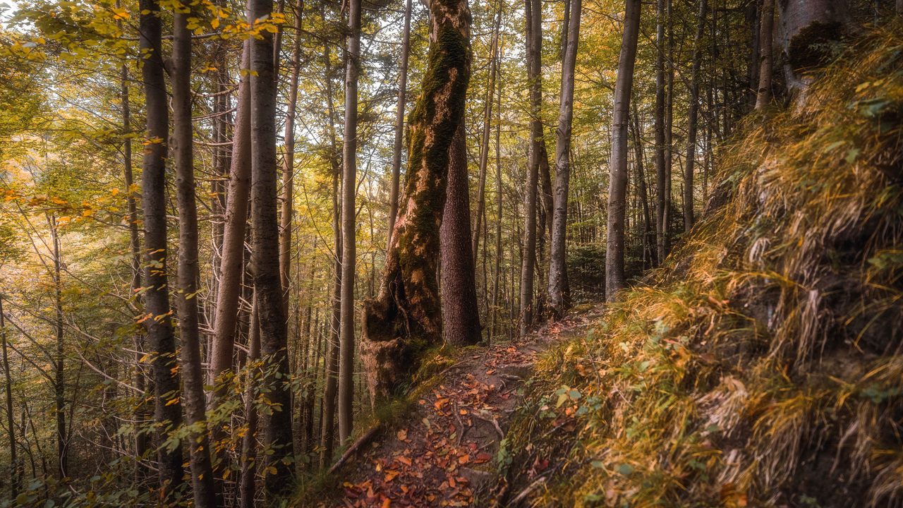 A path along the wooded side of a gorge.