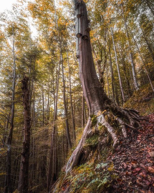 A leaning trunk with its roots out of the bank.