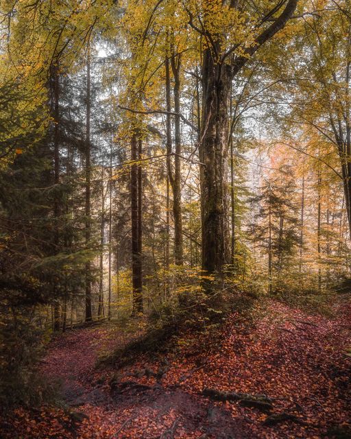 An autumn wood over a floor of red leaf.