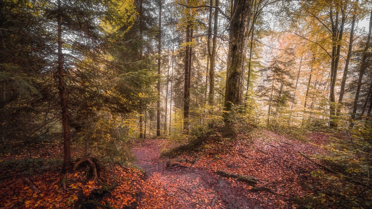 A forest floor covered in red beech leaves.