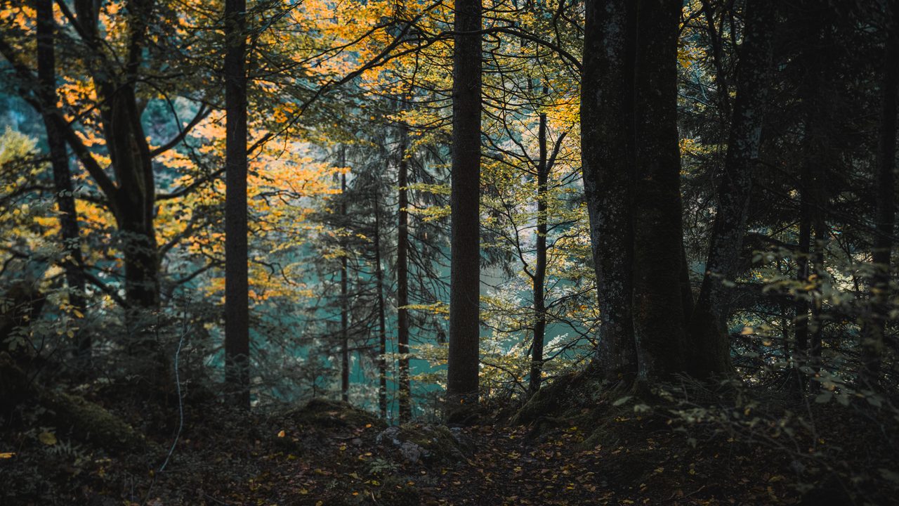Beech trunks in low light with a lake showing through them.