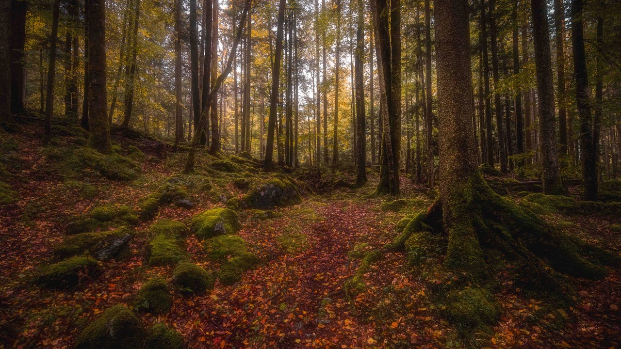 Moss and roots on a forest floor deep in autumn leaves.