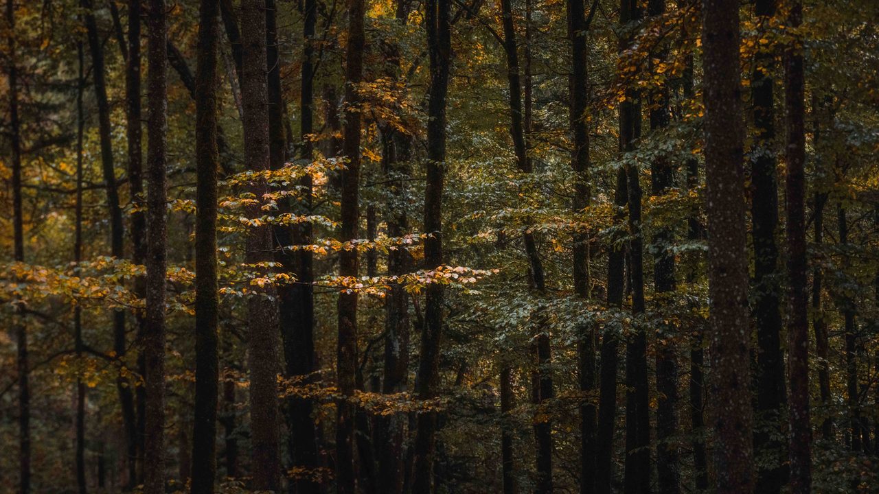 Dark trunks with one lit band of leaves across them.