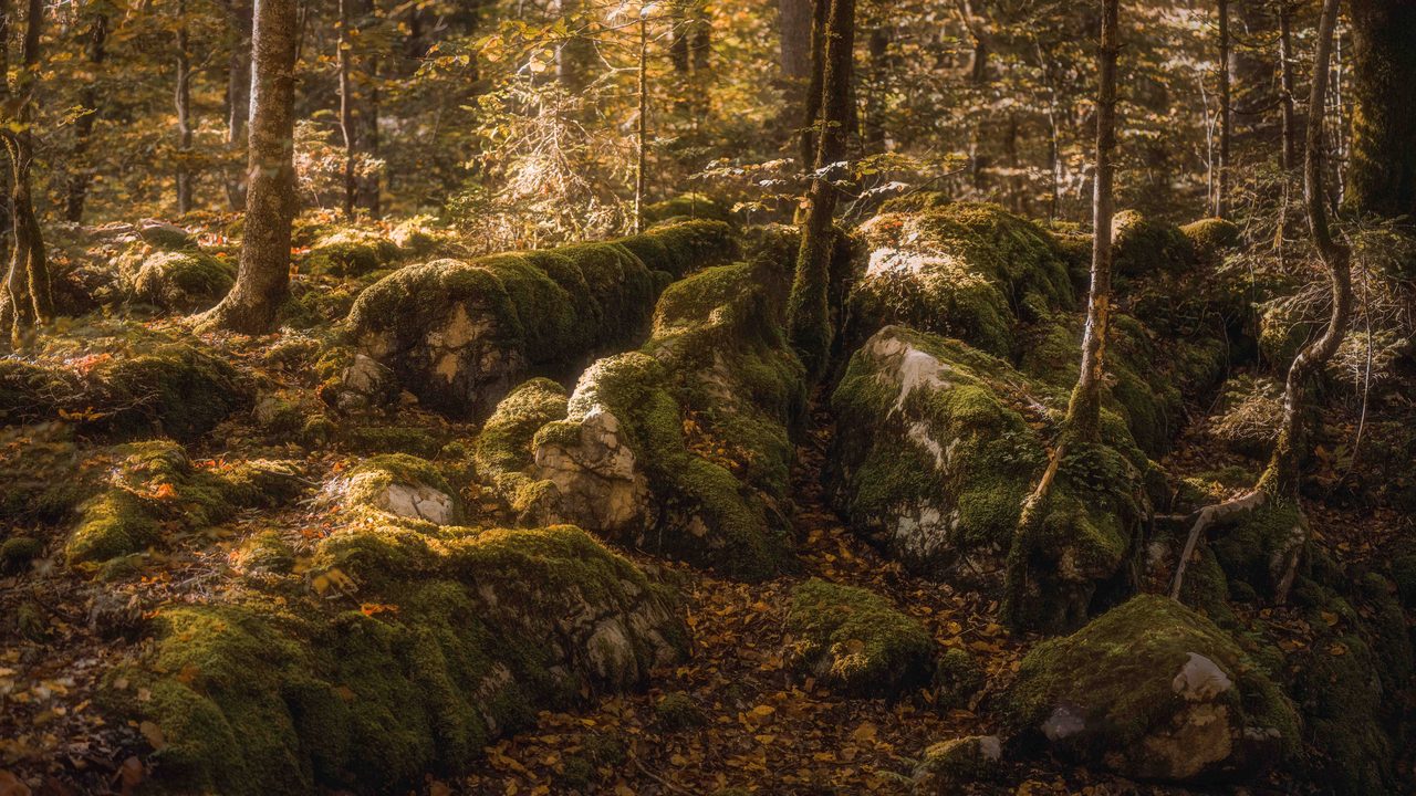 A field of mossed boulders under beech.