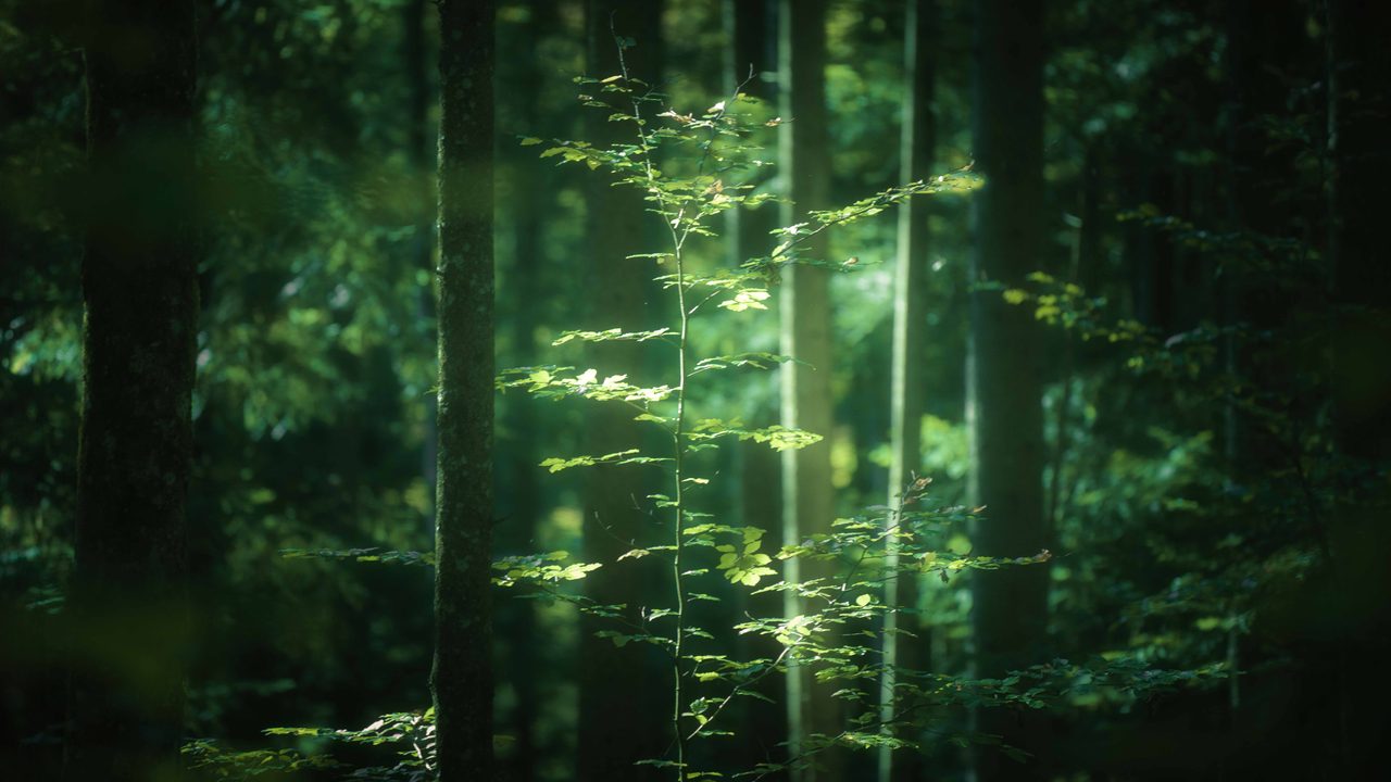 One lit sapling standing in a dark stand of spruce.