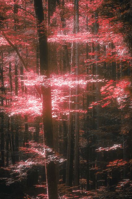 A wood in red leaf, lit from the far side.