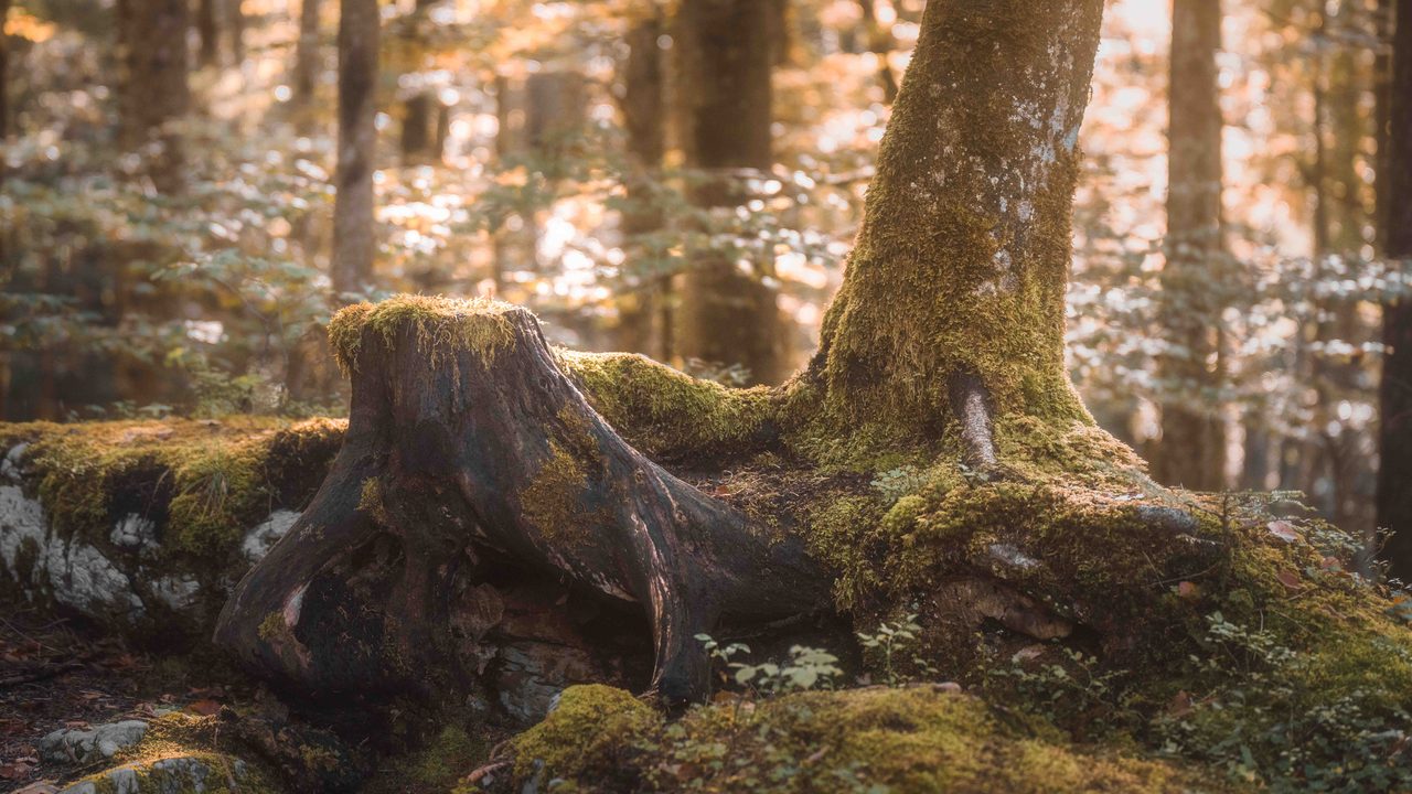 A mossed stump and the base of a tree, lit from behind.