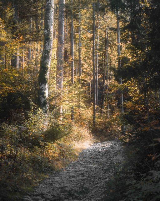A stony path climbing through an autumn wood.