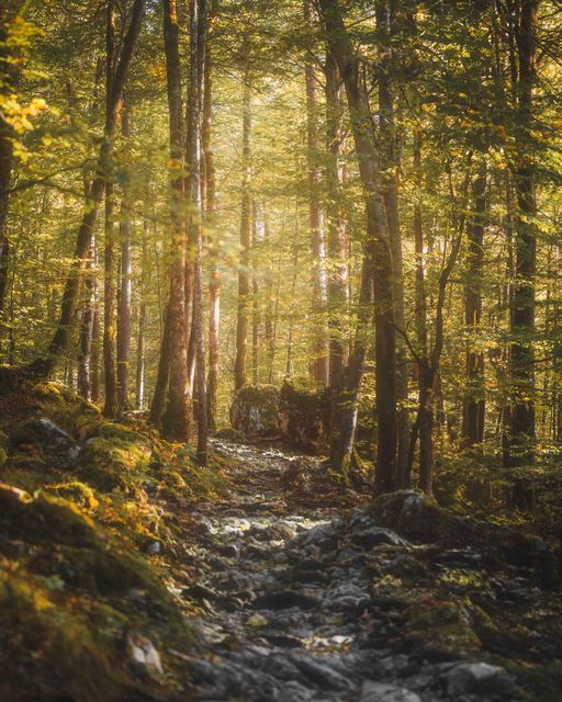 A rocky path through a green and gold wood.