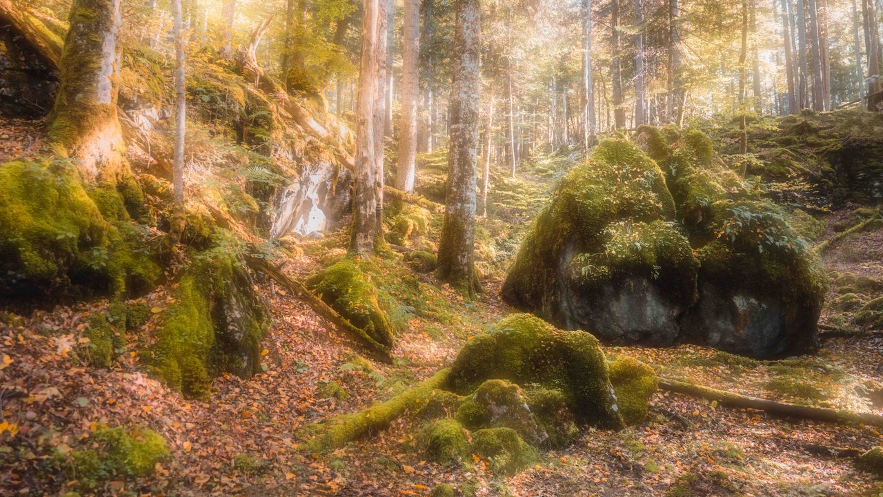 Mossed boulders and beech on a bright autumn slope.