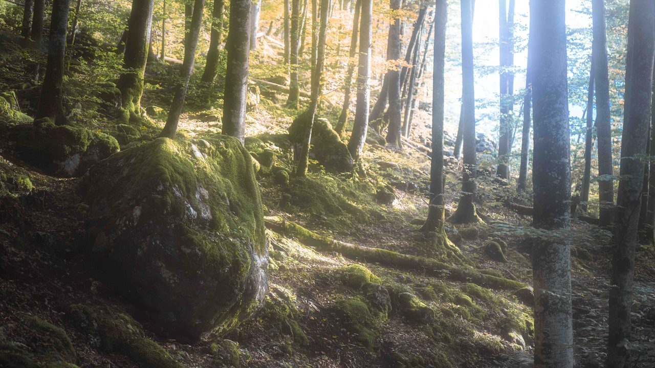 A mossed boulder on a slope with lake light behind it.