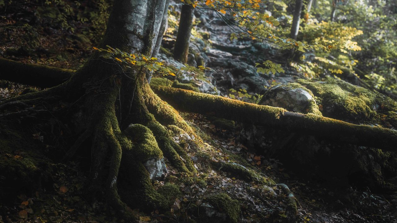 Roots and a mossed log running over stone.