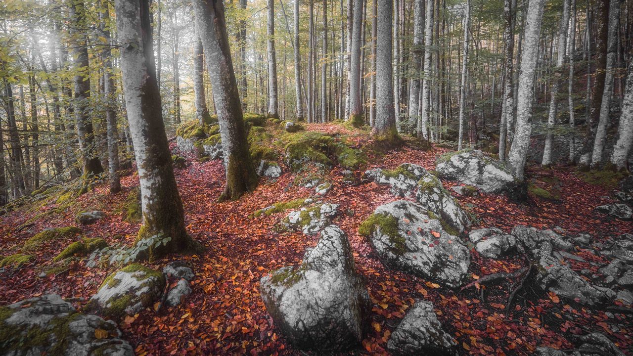 Pale trunks over red leaf litter and white rock.