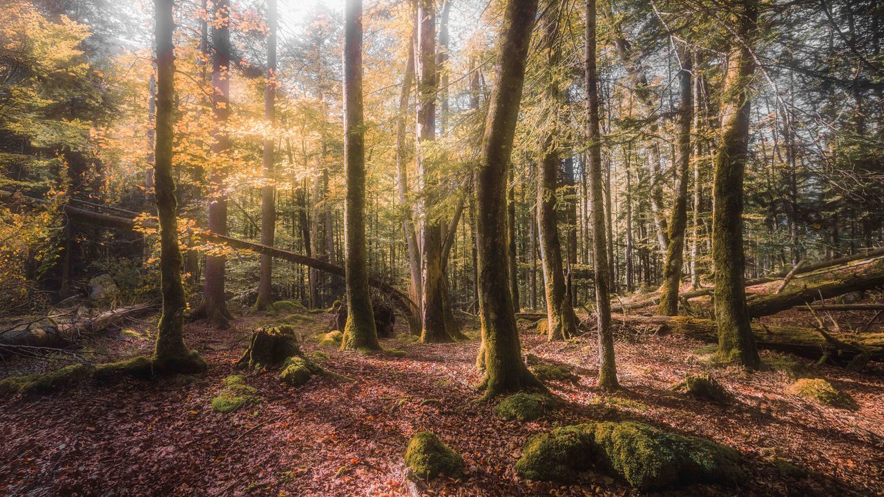 An autumn wood with fallen trunks in thin mist.
