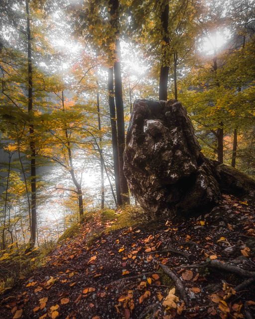 A boulder at the edge of a wood above the lake.