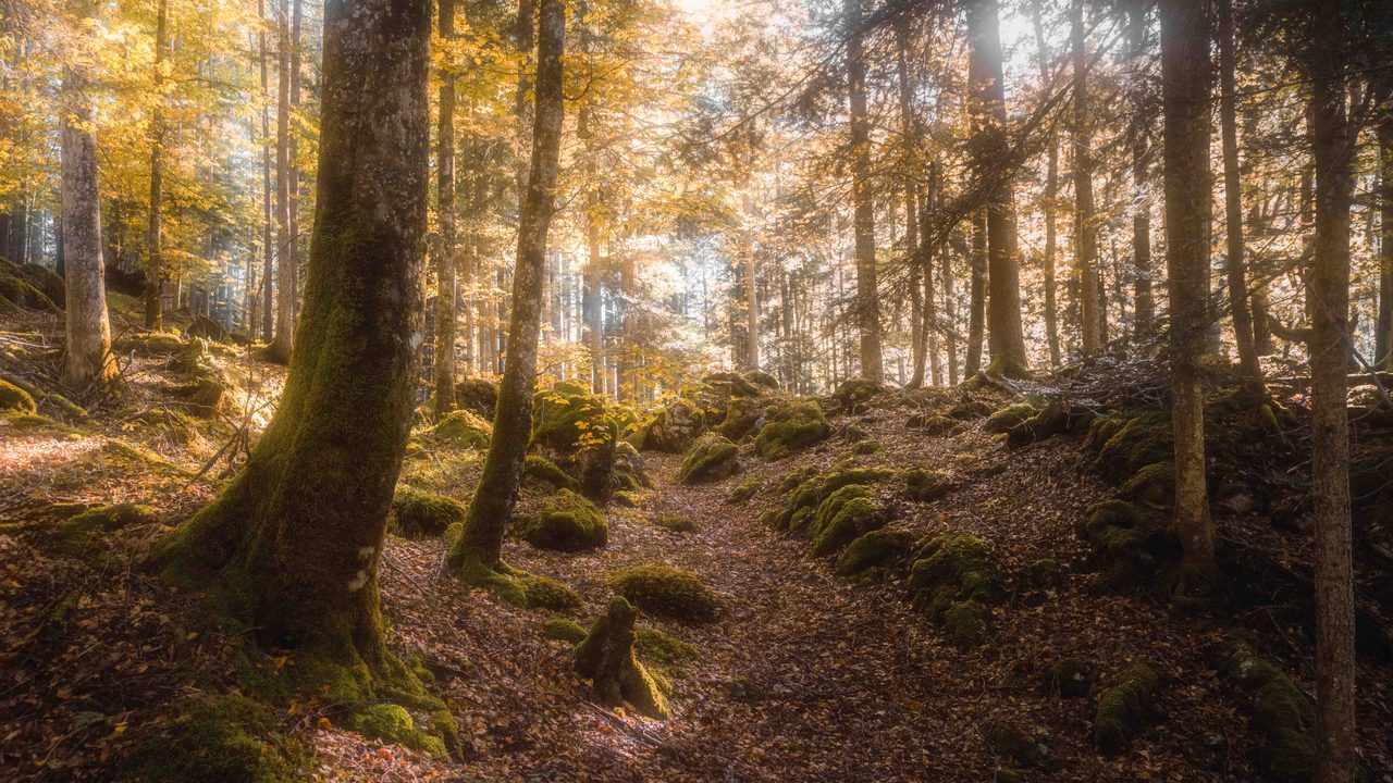 A mossed forest floor with a path running through it.
