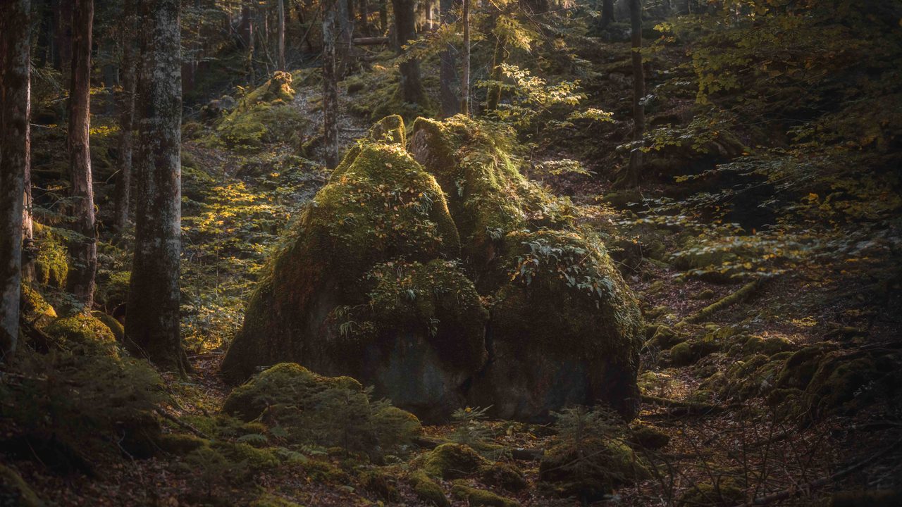 A large mossed boulder in a dark wood.