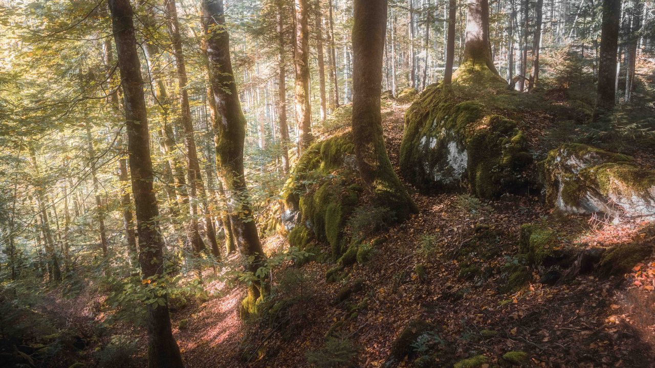 Mossed rock on a steep slope, lit from behind.
